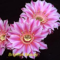 Brigittes Beauty.4.1.jpg 